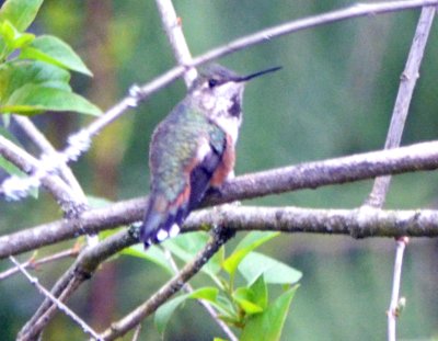 female Rufous Hummingbird