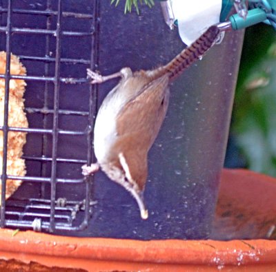 Bewick's Wren at cage with suct
