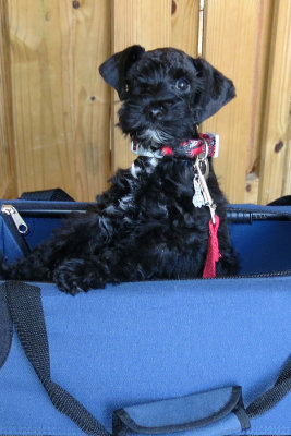 After grooming