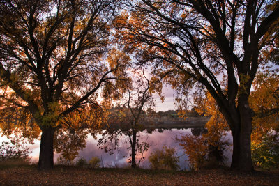 Trees by the river