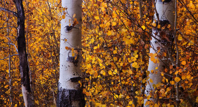 Aspen