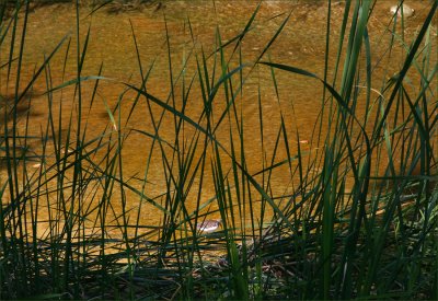 Peeking Through the Grasses