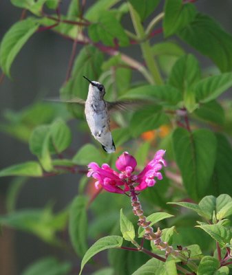 hummingbird female 00628-19-06.jpg