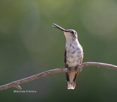 hummingbird 0261 8-19-06.jpg