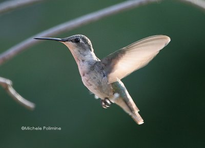 hummingbird 0008 8-22-06.jpg