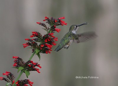 hummingbird  0028 8-22-06.jpg