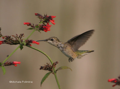 hummingbird-0053-8-24-06.jpg