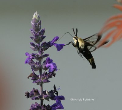 hummingbird moth 0065 8-26-06.jpg