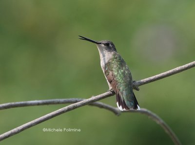 hummingbird beak open 0152 8-26-06.jpg