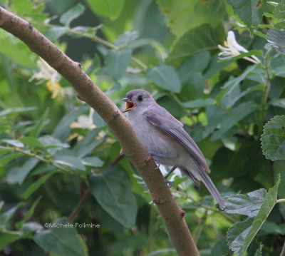 titmouse baby 0022 7-25-06.jpg