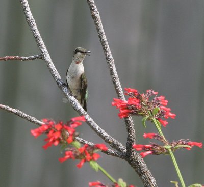 hummingbird male juvie 0311 8-27-06.jpg