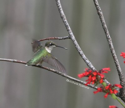 hummingbird juvie male 0345 8-27-06.jpg