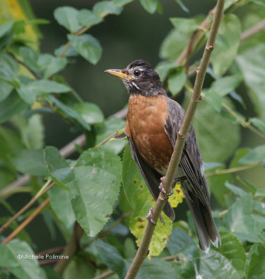 robin 0191 8-5-06.jpg