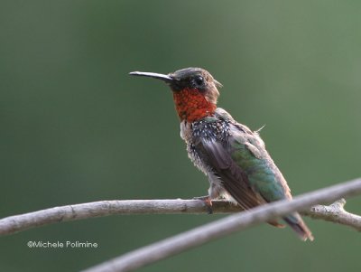 hummingbird male molting  8-7-06.jpg