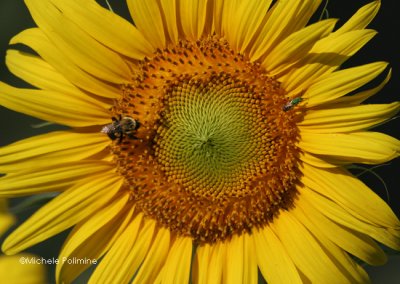 sunflower 0027 8-9-06.jpg