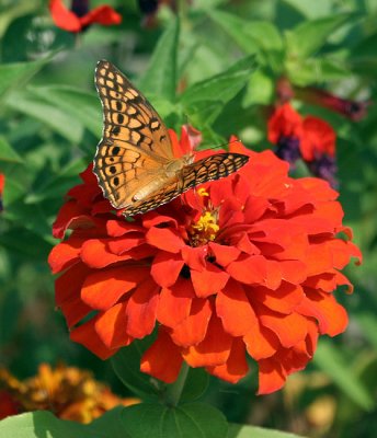 gulf fritillary 0033 8-11-06.jpg