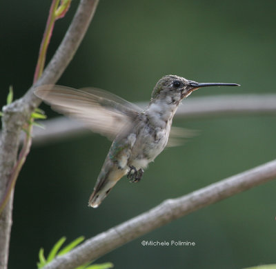 hummingbird juvie 0092 8-11-06.jpg