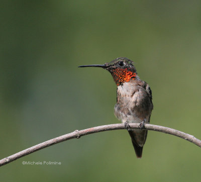 hummingbird male 0005 8-12-06.jpg