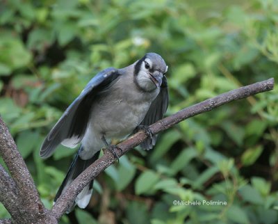 bluejay juvie 0005 8-9-06.jpg