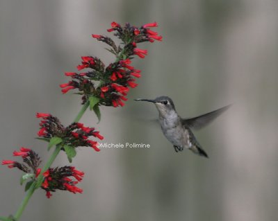 hummer 0044 8-22-06.jpg