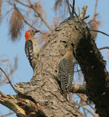 reb bellied woodpecker  juvie 0419 8-27-06.jpg