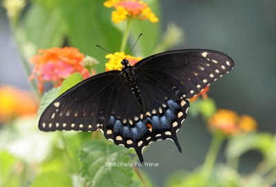 black swallowtail  0259 8-27-06.jpg