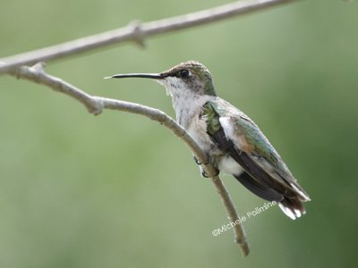 hummingbird 0126 9-3-06.jpg