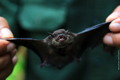 Bat