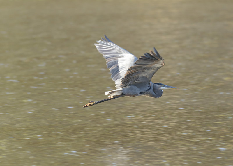 heron in flight.jpg