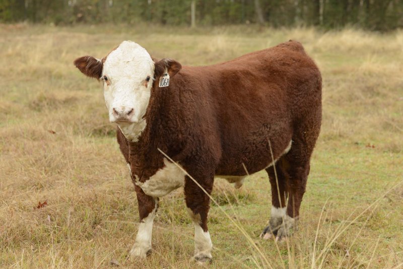 yearling hereford bull.jpg
