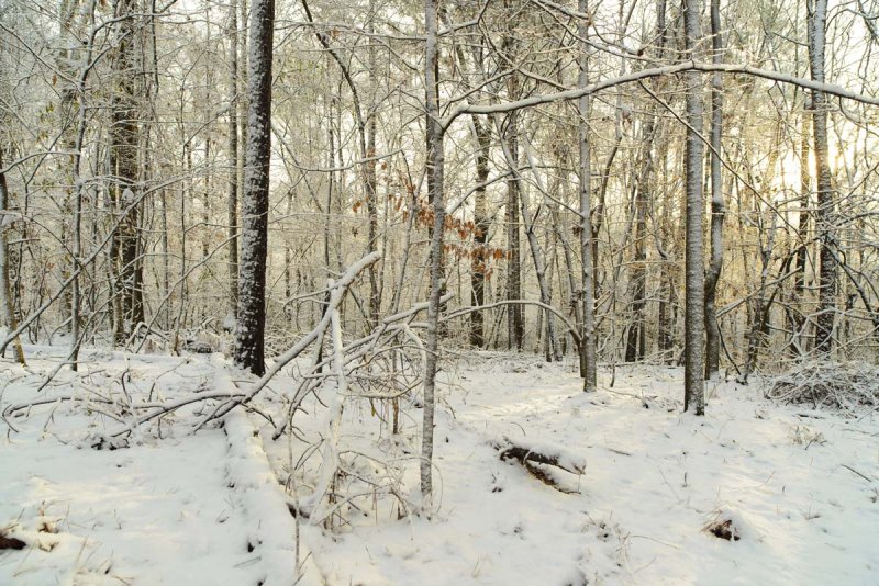 woods in snow 2 copy.jpg