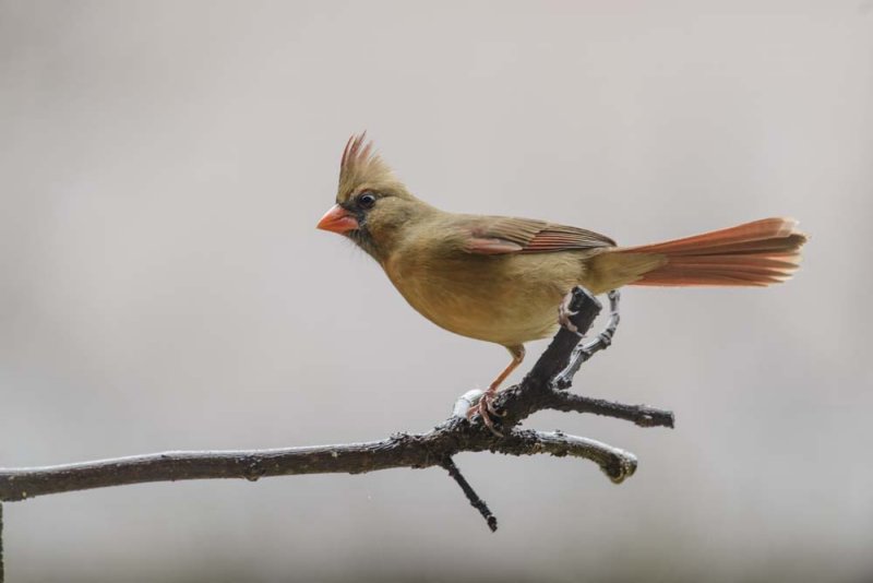 female cardinal copy.jpg