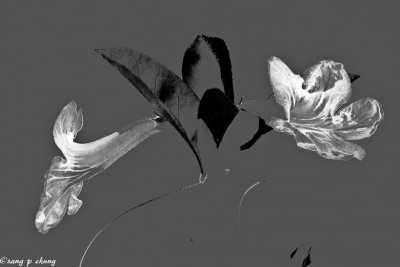 lab b&w angel trumpet