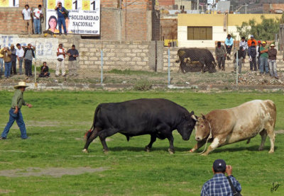 2011_03_09 Peruvian Bullfight in Arequipa