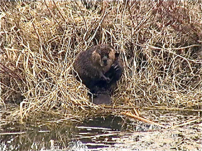 Beaver by Elke 2.jpg