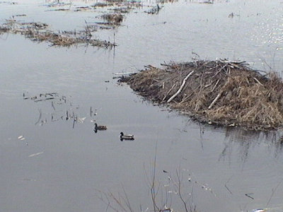 Ducks near Beaver Damn.jpg