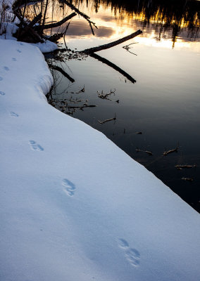 Otter tracks. _MG_4926.jpg