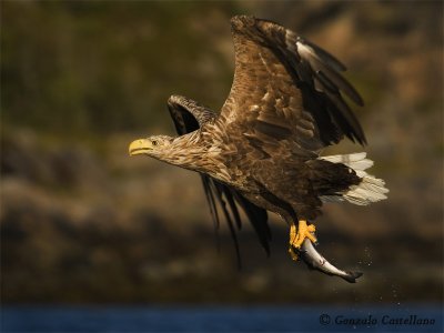 norway_sea_eagles