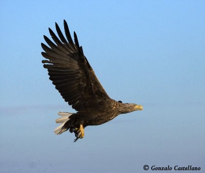 Sea Eagle