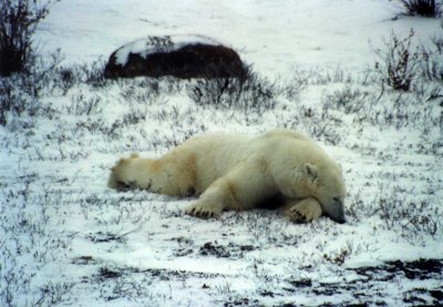 Polar bear asleep