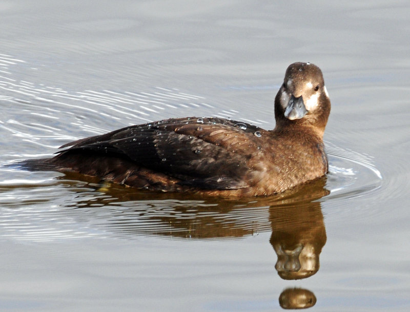 Duck, Harlequin