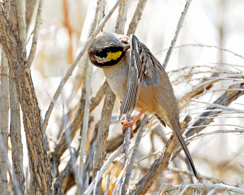 Sparrow, Golden-crowned