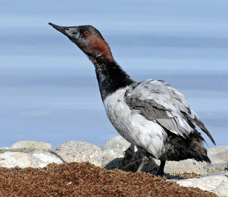 Canvasback