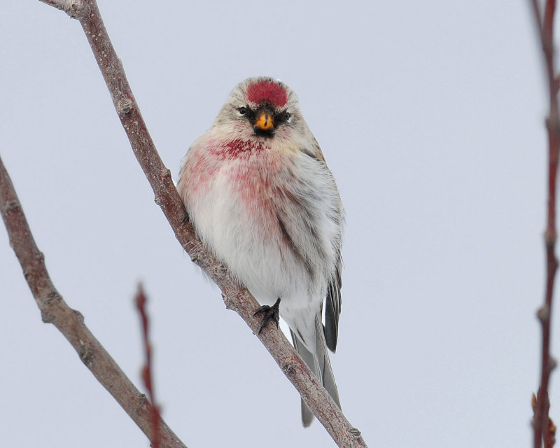 Redpoll Common D-040.jpg