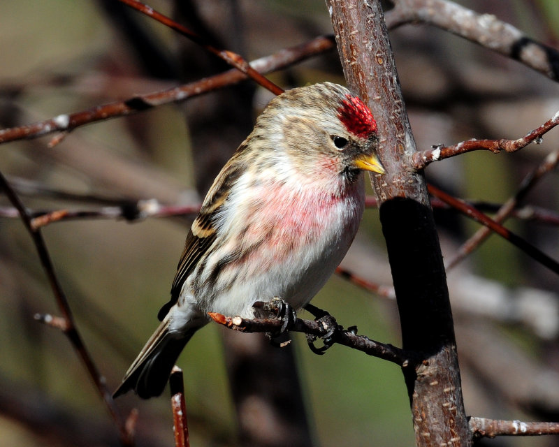 Redpoll, Common (Croydon, Morgan county)