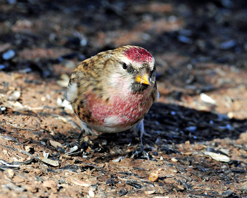 Redpoll, Common (Croydon, Morgan county)