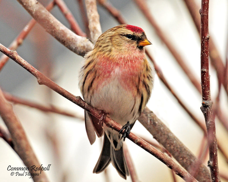 Redpoll, Common (Croydon, Morgan county)