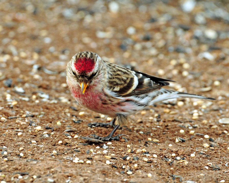 Redpoll, Common (Croydon, Morgan county)