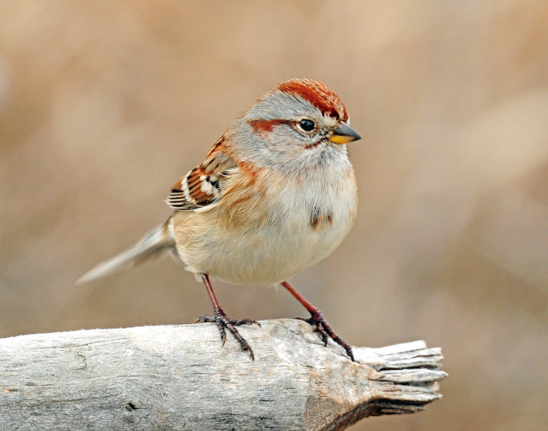 Sparrow, American Tree