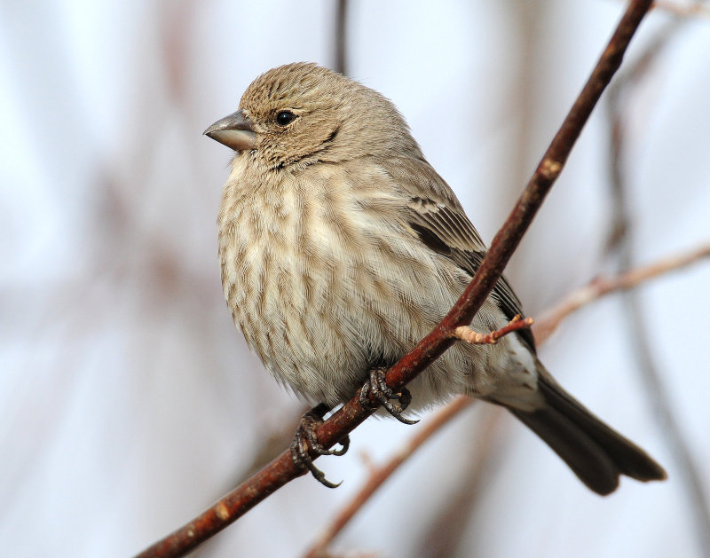 Finch, House (Female)